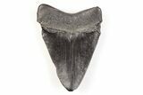 Fossil Megalodon Tooth - South Carolina #171087-1